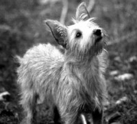 /album/betka/zahbet-jpg/